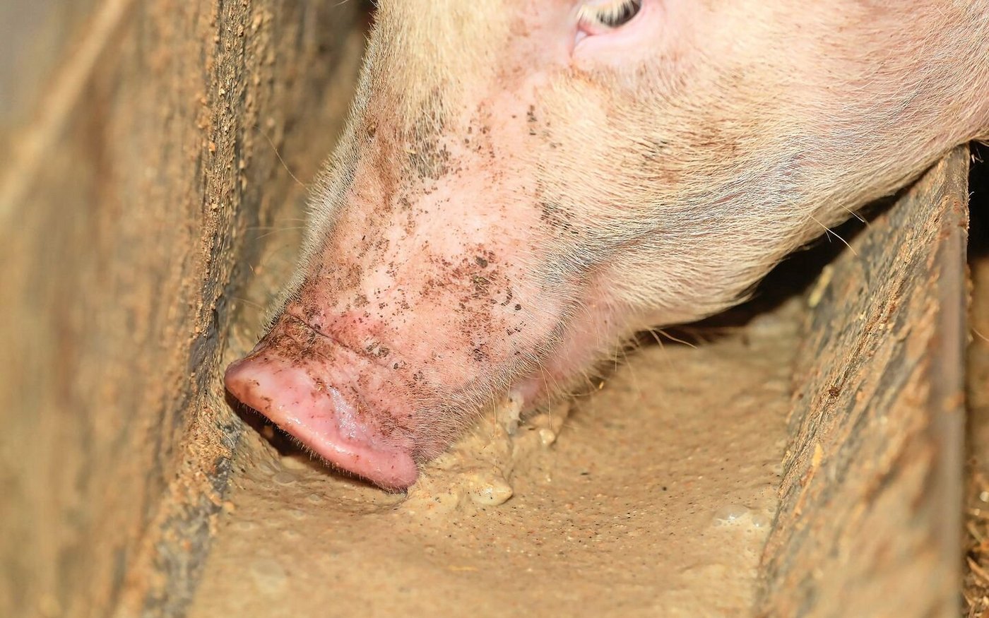 Schweine sind bekannt als Veredler von Nebenprodukten aus der Lebensmittelherstellung.