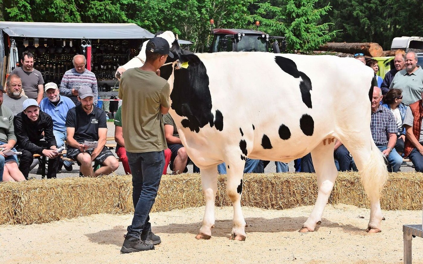 Das Rind Baugosse Mooi Macha von Silvio Baume, Les Breuleux, kommt Ende August zum Kalben. Es wurde für 4500 Franken verkauft.