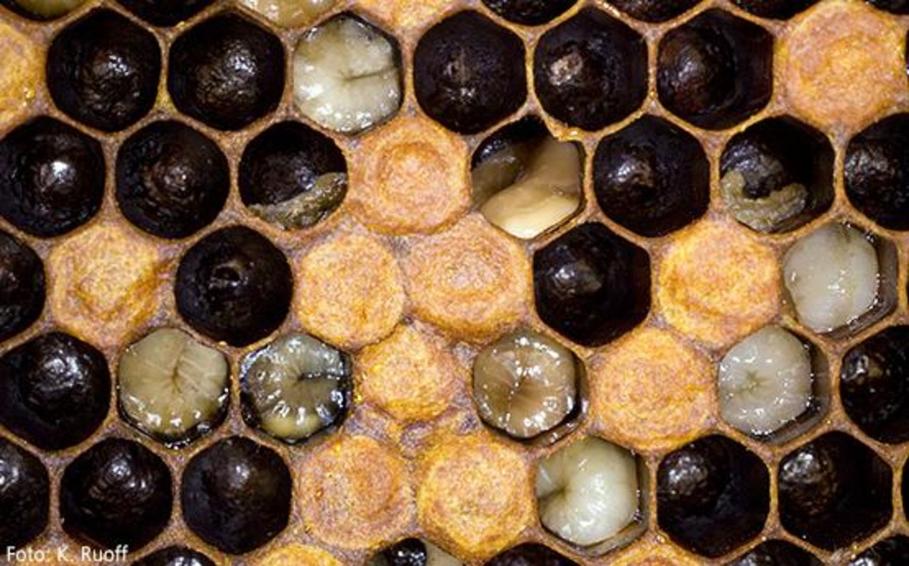 Von Sauerbrut befallene Bienenvölker müssen umgehend vernichtet werden. (Screenshot Agroscope)