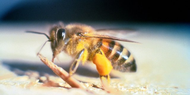 Die  «afrikanisierten Bienen» entstehen aus einer Kreuzung von Honigbienen europäischer Abstammung mit Wildbienen afrikanischen Ursprungs. (Bild Jeffrey W. Lotz, Florida Department of Agriculture and Consumer Services, Bugwood.org) 
