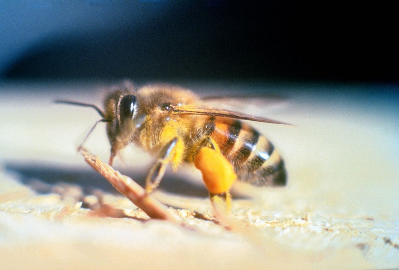 Die «afrikanisierten Bienen» entstehen aus einer Kreuzung von Honigbienen europäischer Abstammung mit Wildbienen afrikanischen Ursprungs. (Bild Jeffrey W. Lotz, Florida Department of Agriculture and Consumer Services, Bugwood.org) 