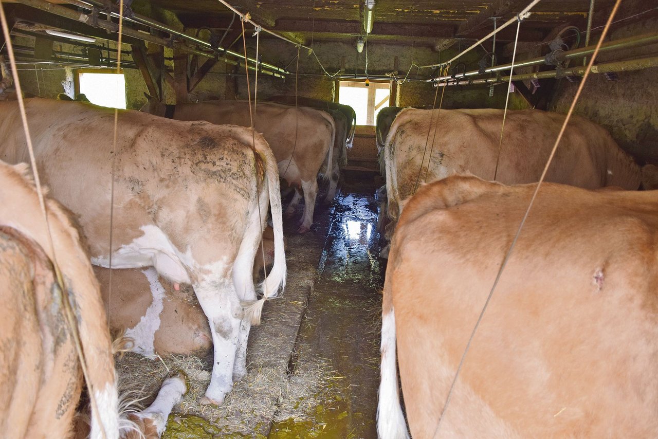 45 Kühe, vor allem reine Simmentaler aus drei Betrieben, gibt es jeden Tag zu melken. 17 Kühe gehören der Älplerfamilie Mösching. 