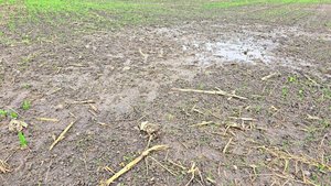 Wenn man aus dem sch Wenn man aus dem schlimmsten Fall den besten machen muss: Wechselweizen kann eine Alternative sein.
