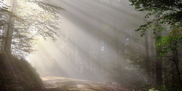 Im Wald finden Tiere im Sommer Abkühlung. (Bild pixabay)