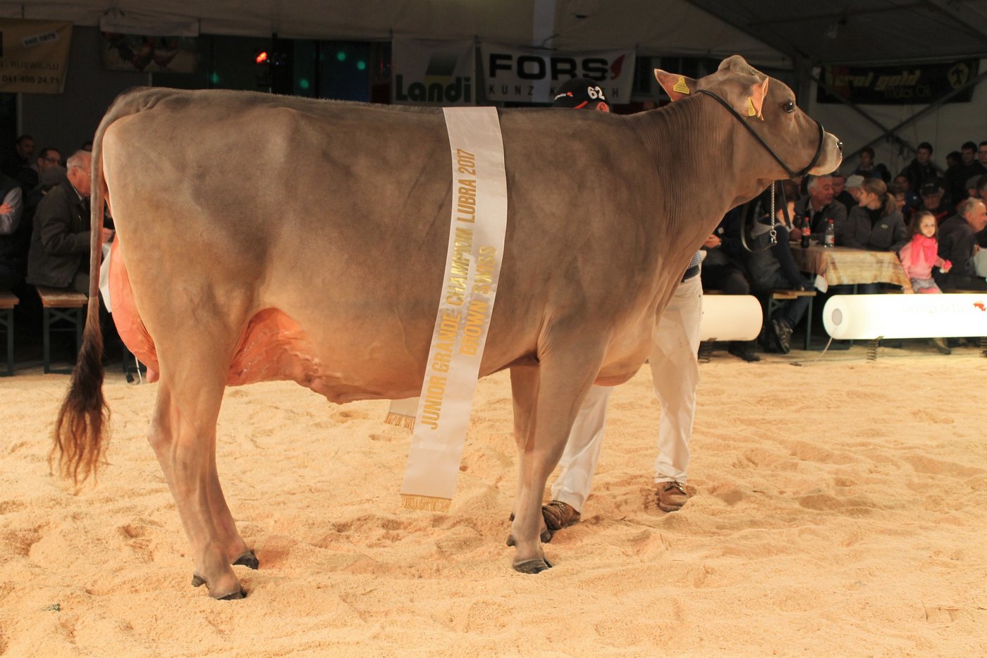 Junior Champion - Calvin Priscilla, Beni Schmid, Schüpfheim.      (Bilder Reto Betschart)