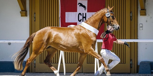 Dieses Pferd trägt laut BLW zu wenig zur Ernährungssicherheit bei und soll daher auch nicht mehr mit Bundesgeldern gefördert werden.