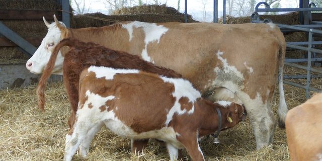 Die Nachfrage nach der Nischen-Milch steigt. (mw) 