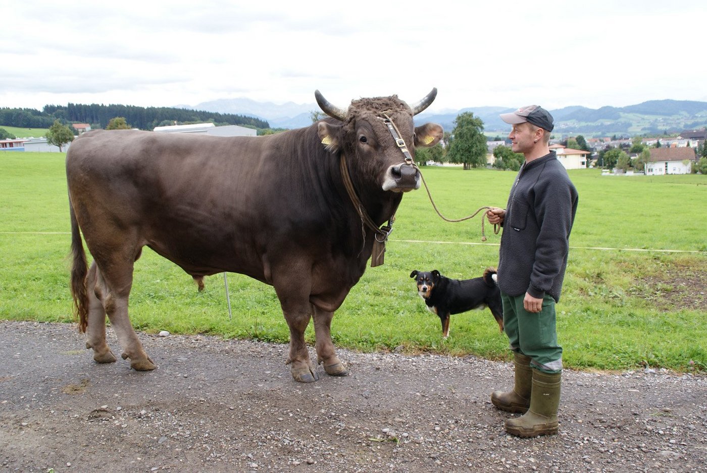 Während die Zahl der Stierenhalter lange Zeit abnahm, gibt es heute wieder mehr Landwirte, welche einen eigenen Stier halten. (Bild: Michael Götz)