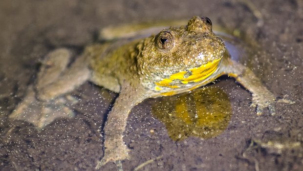Pro Natura hat Biotope für gefährdete Gelbbauchunken angelegt Die Gelbbauchunke benötigt flache, kleine Laichgewässer, wo sich das Wasser schnell erwärmt. (Bild Kathy2408/Pixabay)