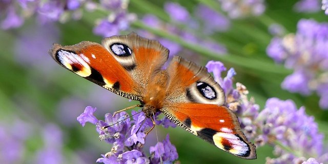 Das Insektensterben ist ein grosses Thema. Lösungen sind gesucht – auch für den Pro Natura-Preis. (Bild Pixabay)