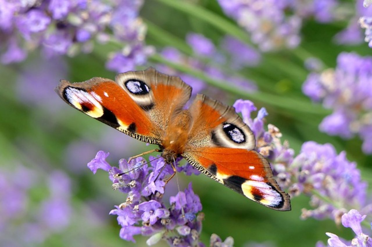 Das Insektensterben ist ein grosses Thema. Lösungen sind gesucht – auch für den Pro Natura-Preis. (Bild Pixabay)