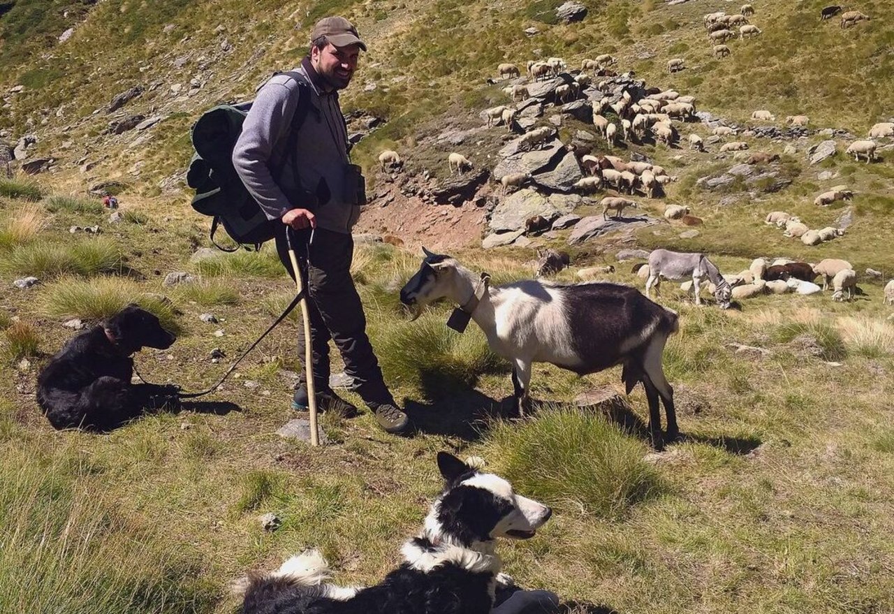 Alphirt Andrea Tuena mit den beiden Hütehunden Fiori (vorne) und Jara. Sie haben die Herde stets im Blick.