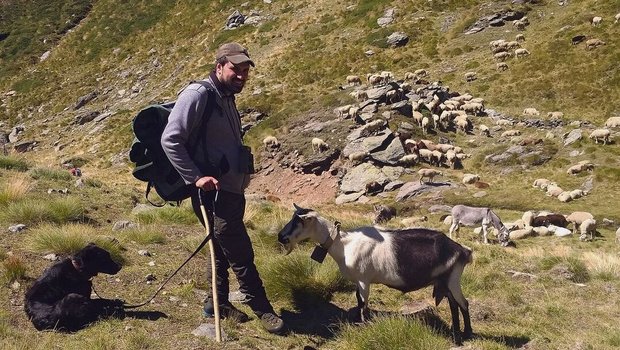 Alphirt Andrea Tuena mit den beiden Hütehunden Fiori (vorne) und Jara. Sie haben die Herde stets im Blick.