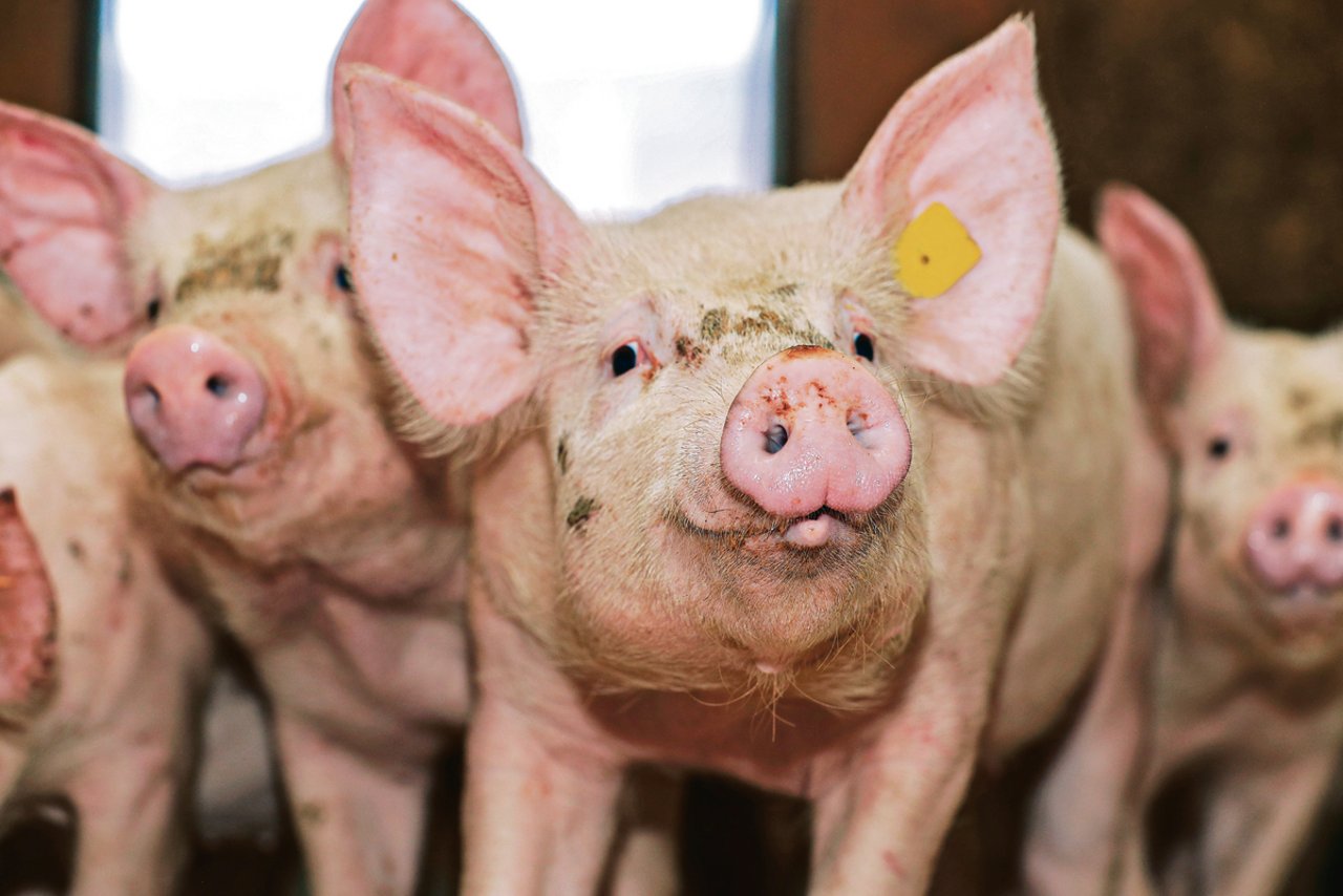 Nicht nur wegen Schweinen und ihren Gerüchen ist die tierintensive Luzerner Landwirtschaftunter Druck. (Symbolbild «die grüne»)