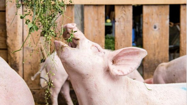 Schweine mögen saftiges, feuchtes Raufutter. Ideal ist gemäss FiBL frisches Gras, Silage ist beliebter als Heu. (Bild FiBL)