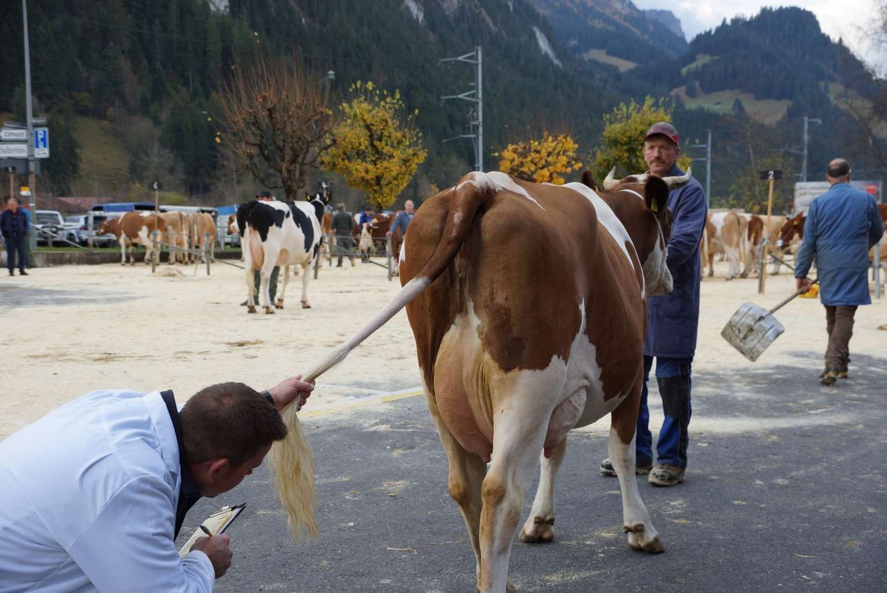 Wie das Euter einer Kuh aussieht, ist an Viehschauen ein wichtiges Kriterium – und immer wieder Anlass für Kritik. (Symbolbild BauZ)