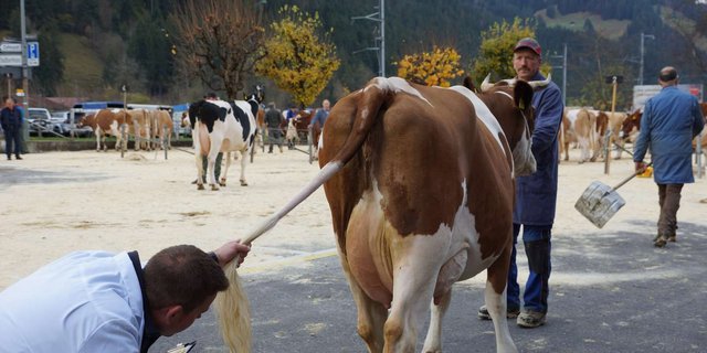 Wie das Euter einer Kuh aussieht, ist an Viehschauen ein wichtiges Kriterium – und immer wieder Anlass für Kritik. (Symbolbild BauZ)