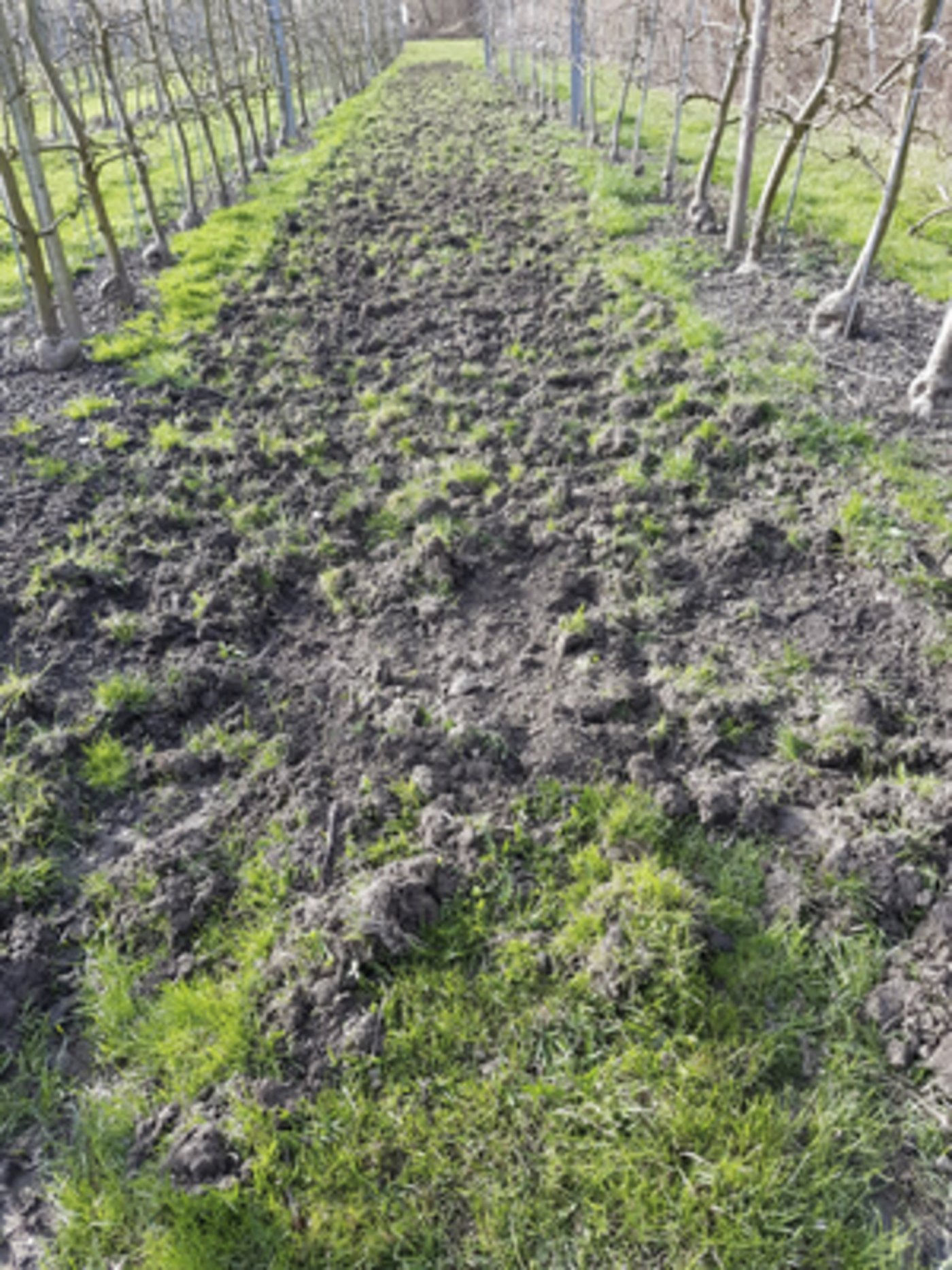 Wildschweine können grosse Schäden im Kulturland verursachen. Im Bild eine umgegrabene Obstanlage im Berner Seeland. (ji)