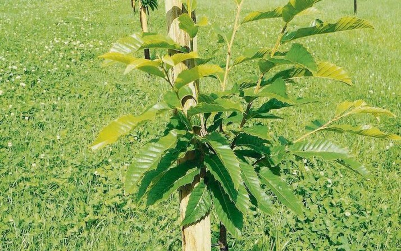 Seine ersten 150 Marronibäume pflanzte Filipp Fässler Anfang 2016. Später kamen weitere dazu.