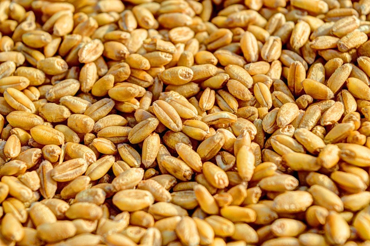 In Finnland gibt es diese Saison wenig Getreide zu ernten. (Symbolbild Pixabay)