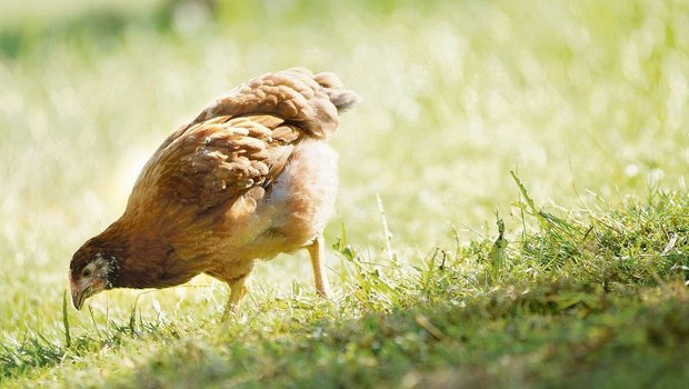 Die Mindestmastdauer für Knospe-Mastpoulets beträgt 63 Tage. Die durchschnittliche Tageszunahme darf bis zum 63. Alterstag maximal 27,5 g betragen.