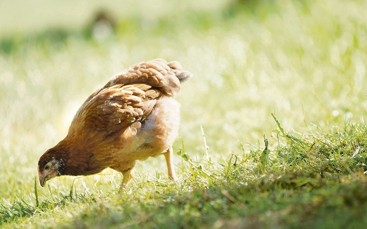 Die Mindestmastdauer für Knospe-Mastpoulets beträgt 63 Tage. Die durchschnittliche Tageszunahme darf bis zum 63. Alterstag maximal 27,5 g betragen.