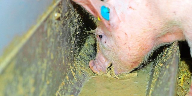 Ab 2026 muss allen Mastschweinen im Aargau Benzoesäure zugefüttert werden. Das soll die Ammoniakemissionen durch tieferen pH in der Gülle reduzieren