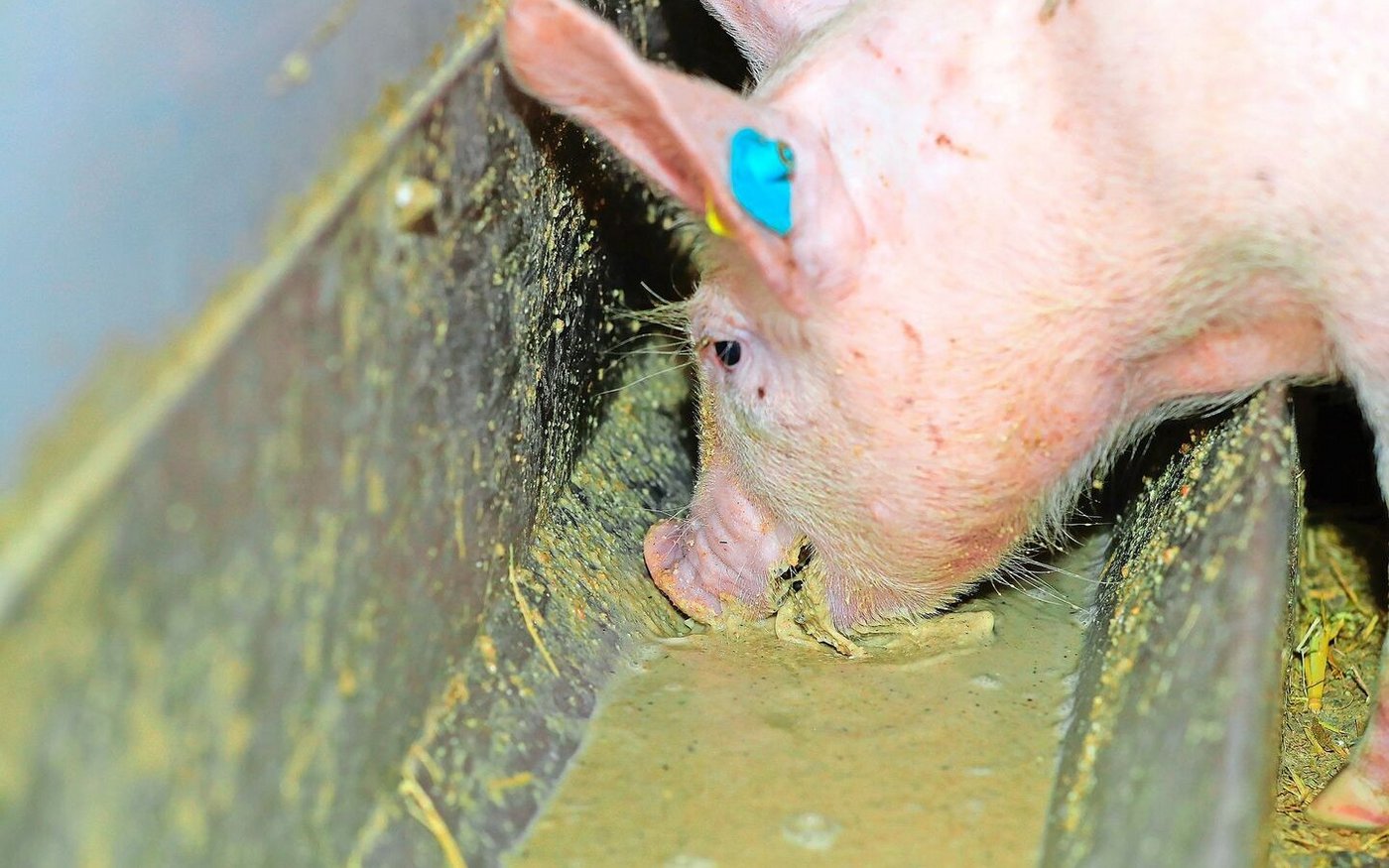 Ab 2026 muss allen Mastschweinen im Aargau Benzoesäure zugefüttert werden. Das soll die Ammoniakemissionen durch tieferen pH in der Gülle reduzieren