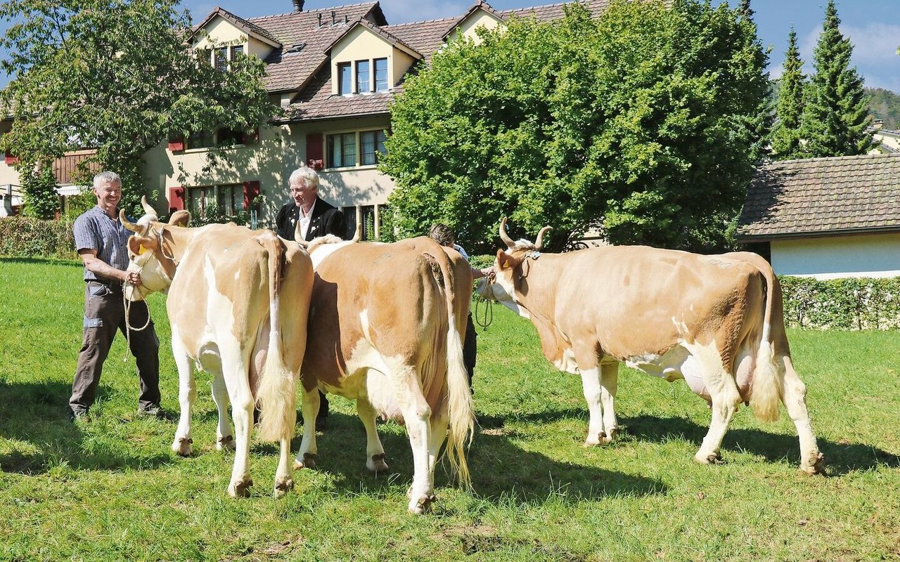 An der Viehschau in Langenbruck wurden viele Simmentalerkühe mit Hörnern präsentiert. 