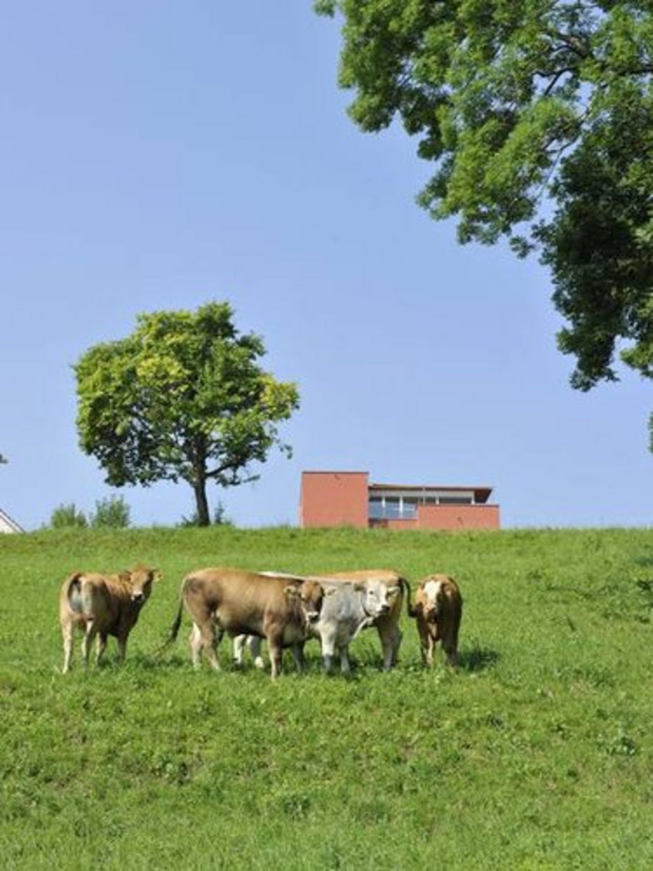 Beim Bio Weide-Beef sind die Tiere den grössten Teil ihres Lebens auf der Weide. (Bild: FiBL/Marion Nitsch)