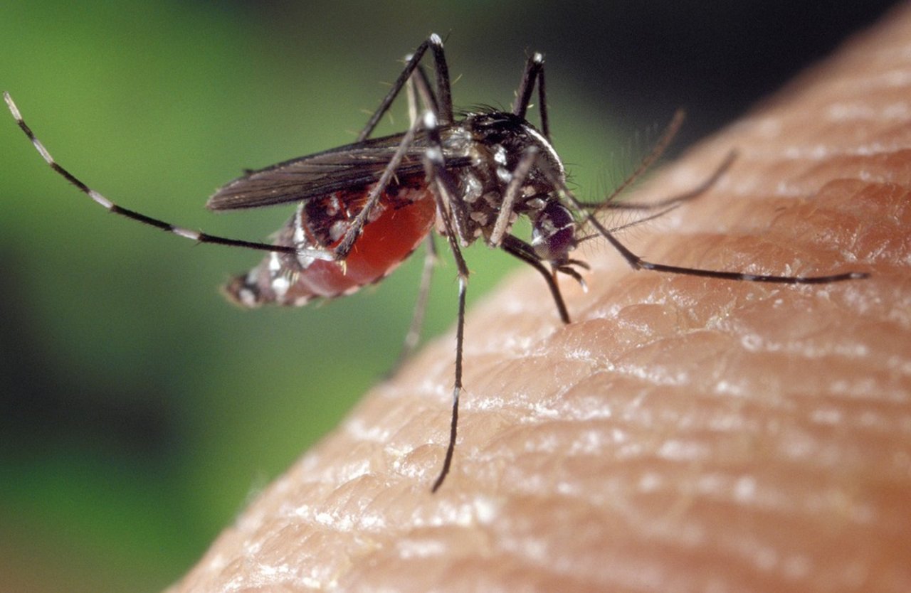 Winzige Kunststoffstückchen, die Mücken als Larven im Wasser geschluckt haben, sind auch noch in erwachsenen Tieren zu finden. (Symbolbild Pixabay)