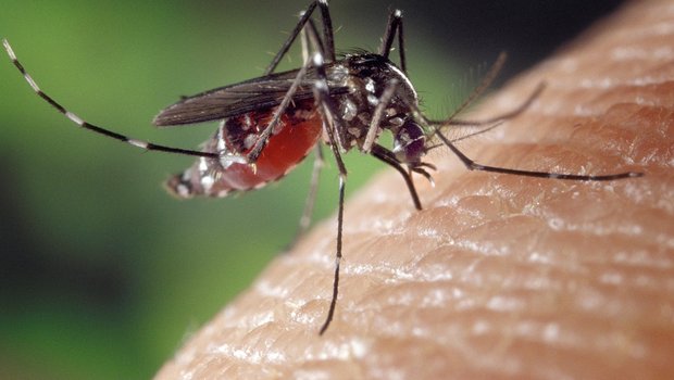 Winzige Kunststoffstückchen, die Mücken als Larven im Wasser geschluckt haben, sind auch noch in erwachsenen Tieren zu finden. (Symbolbild Pixabay)