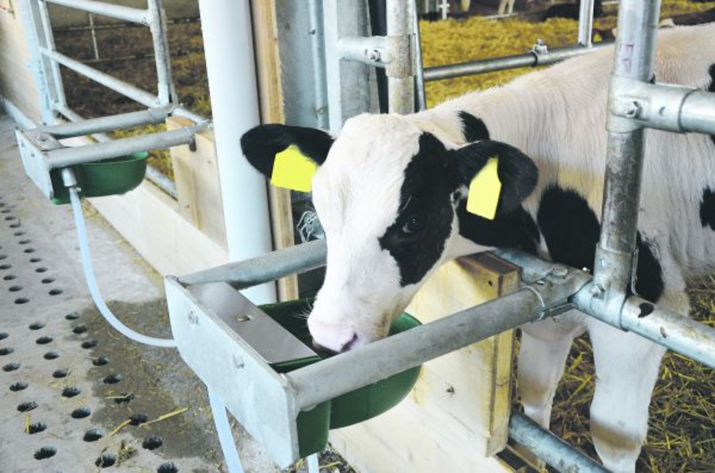 Jungen Kälbern fehlt oft der Zugang zu natürlichen Eisenquellen wie Erde von der Weide. (Bild Aline Küenzi)