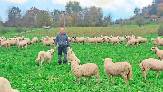 Marcel Frei aus Abtwil AG weidet seine Schafe in Bonstetten ZH. Seine Herdenschutzhunde sind steuerbefreit. 