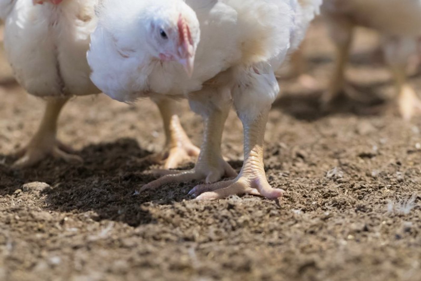 "Mit jedem importierten Kilogramm Geflügelfleisch aus Osteuropa kommt weniger Tierschutz nach Deutschland", mahnte Verbandspräsident Friedrich-Otto Ripke (Bild Peter Roethlisberger Fotolord)