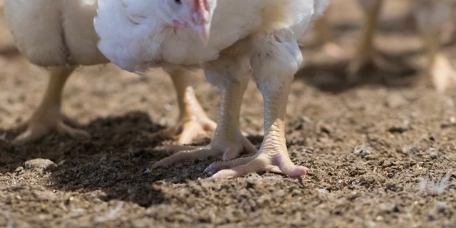 "Mit jedem importierten Kilogramm Geflügelfleisch aus Osteuropa kommt weniger Tierschutz nach Deutschland", mahnte Verbandspräsident Friedrich-Otto Ripke (Bild Peter Roethlisberger Fotolord)