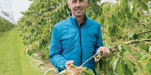 Xaver Stocker in der Kirschenanlage in Eschenbach. Die Kultur wurde letzte Woche kurzfristig schon mit der Regenfolie eingedeckt, das verminderte den Strahlungsfrost.  (Bild Josef Scherer)