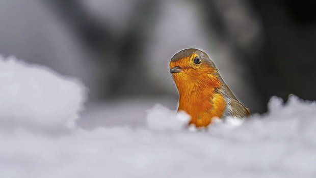 Heute würde man das Brustgefieder eher als orange statt als rot beschreiben. Die Farbbezeichnung im Namen des Rotkehlchens hat aber historische Gründe. 