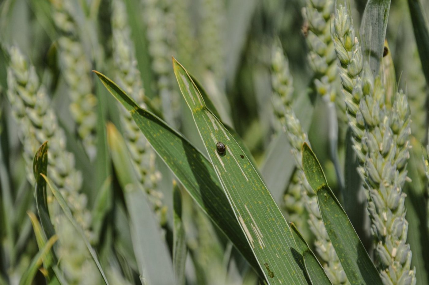 Der Befall mit Getreidehähnchen ist in diesem Jahr teilweise stark.(Bild BauZ)