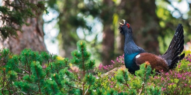 Auerhuhn