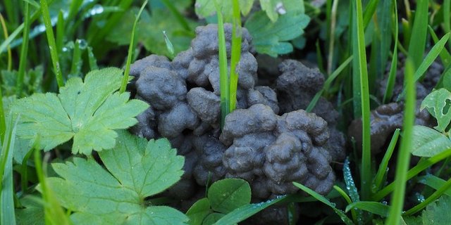 Was der Regenwurm wohl alles für Geräusche gemacht hat beim Ausstossen seines Häufchens? (Bild Pixabay) 