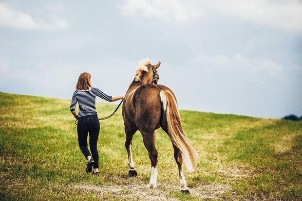 Emotionen können für Landwirte bei Pensionspferden teuer werden Der emotionale Wert, den ein(e) Halter(in) einem Tier aus rein emotionalen und nicht aus wirtschaftlichen Motiven beimisst, wird Affektionswert genannt. (Bild Helene Marti)