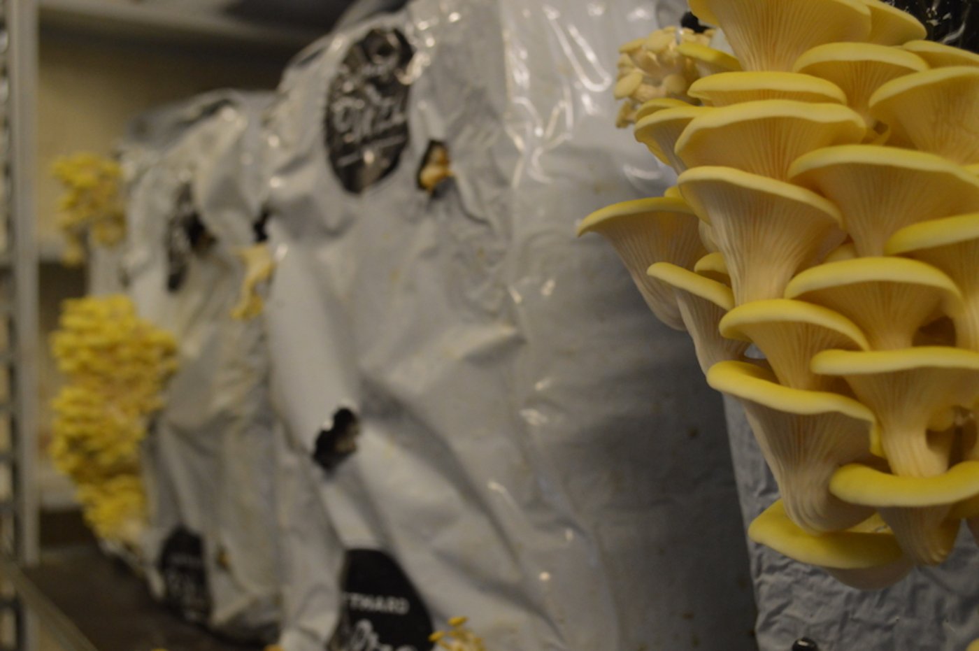 Das Wachstums-Management der Pilze ist zeitintensiv. Der klimatisierte Raum muss ständig kontrolliert werden.