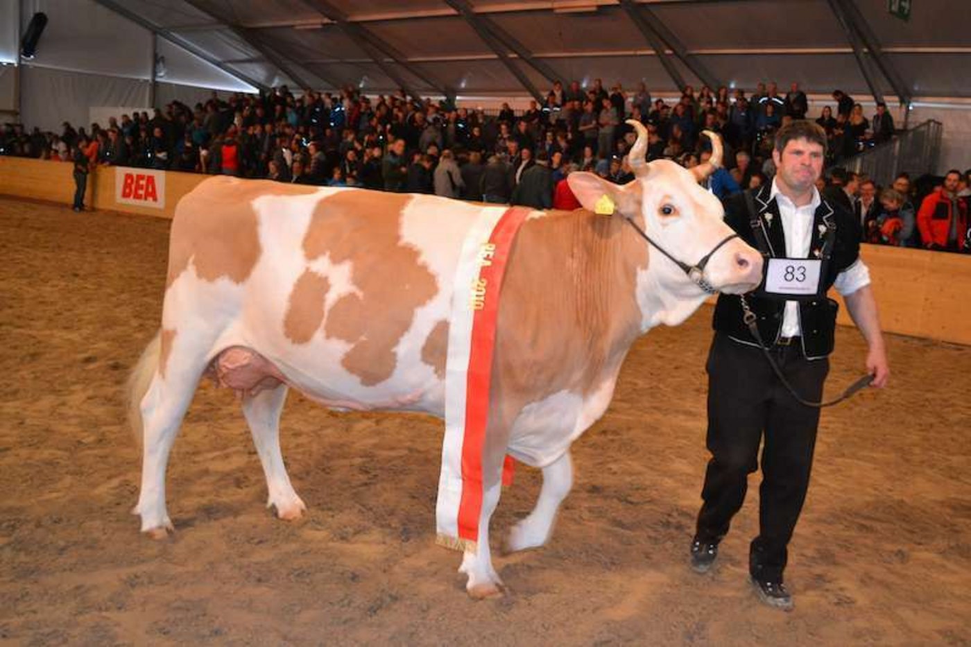 Miss BEA und Rassensiegerin Simmental: Fabbio Azalea. (Bild pf)