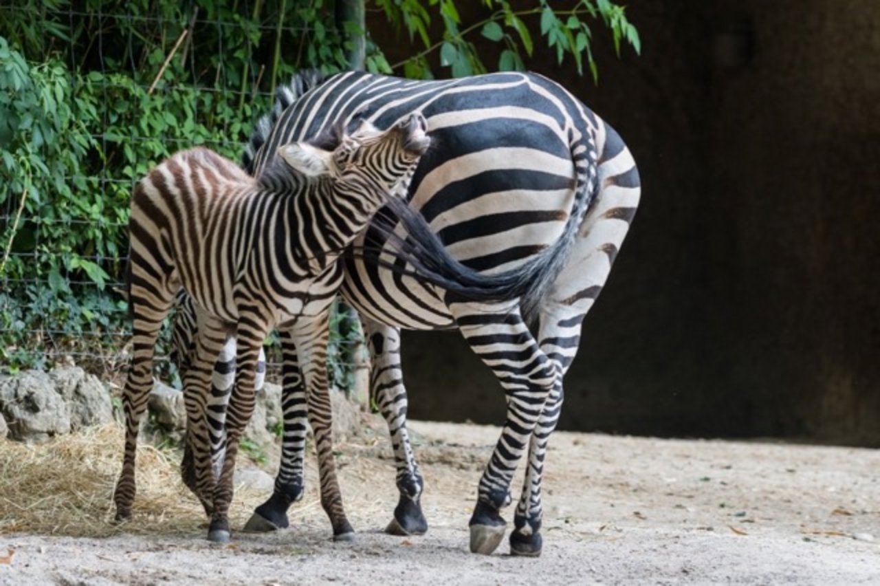 Zebra-Nachwuchs Panja mit seiner Mutter. (Bild Zoo Basel)