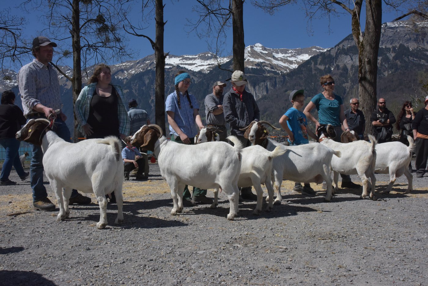 Das Podest vom Mutter-Tochter-Wettbewerb. Gewonnen hat diesen die Miss Swiss-Boer 2019 Raguna mit ihrer Tochter Ragata von Andrea Kiser und René Odermatt aus Sarnen OW (links im Bild). (Bilder Julia Zuberbühler)
