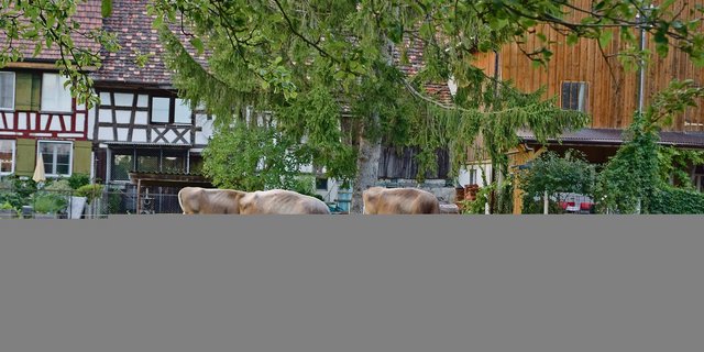 Die Herde von Familie Hausammann besteht aus 45 Braunviehkühen und einem Stier. Die Milch wird  verkäst. (Bilder Stefanie Giger)