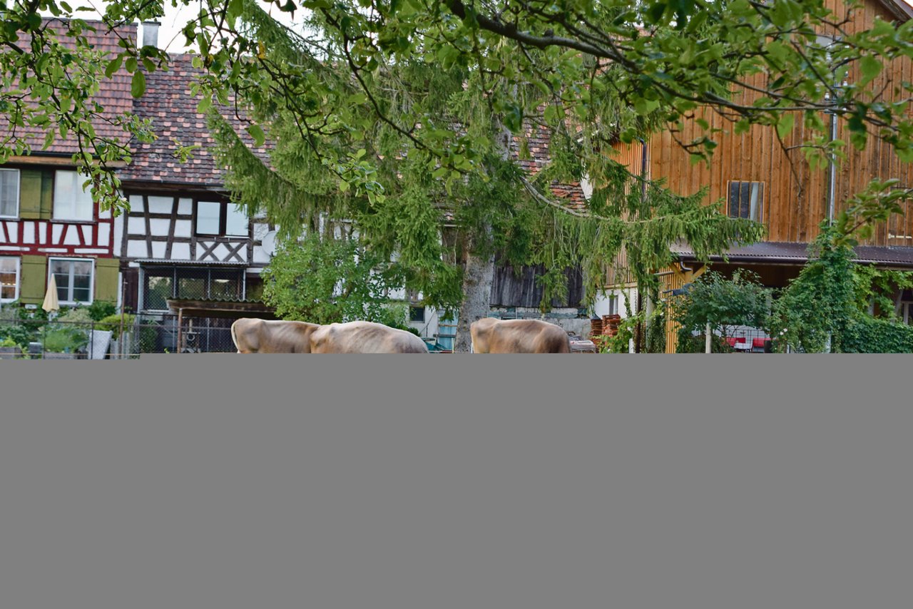 Die Herde von Familie Hausammann besteht aus 45 Braunviehkühen und einem Stier. Die Milch wird verkäst. (Bilder Stefanie Giger)