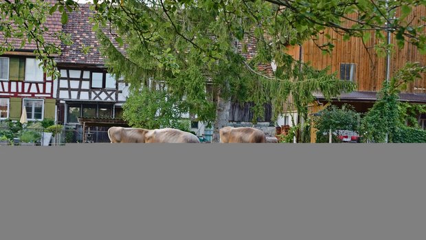 Die Herde von Familie Hausammann besteht aus 45 Braunviehkühen und einem Stier. Die Milch wird verkäst. (Bilder Stefanie Giger)