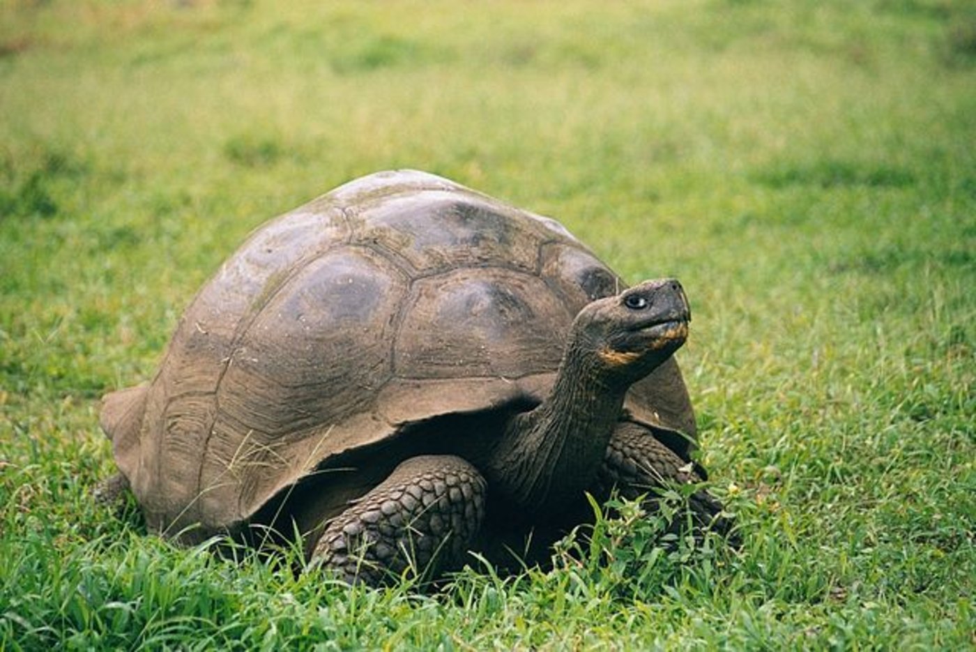 Auf Galapagos lebten verschiedene Unterarten von Riesenschildkröten. Auf dem Bild eine Galapagos Geochelone nigra porteri. (Bild Wikipedia)